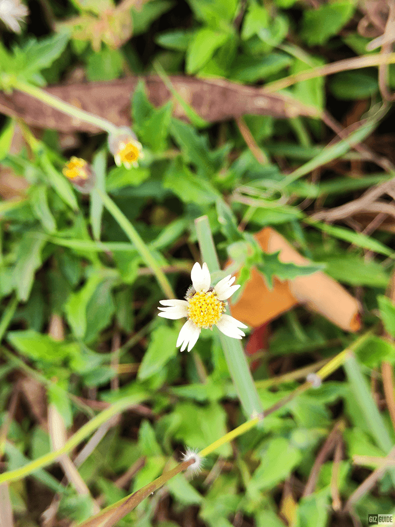 Macro shot under bright daylight