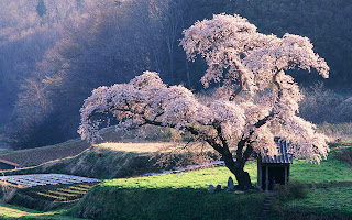 japan wallpaper 1280x800