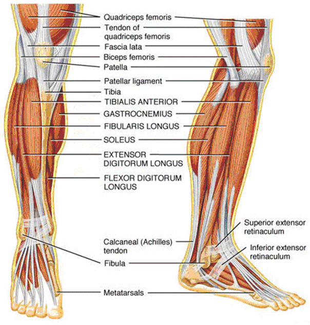 body muscle diagram: Muscle Charts of the Human Body
