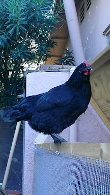 black chicken roosting on the edge of a chicken pen