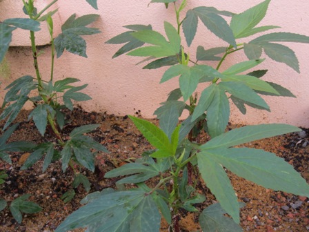 Pokok Herba Ubat Tenaga Batin - Berubat q