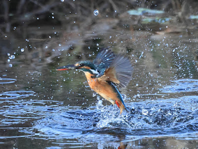 カワセミの水面飛出し2-1/2 黒目川Canon EOS R7にて撮影