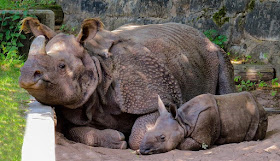 Image: Rhino Mom and Baby, by Gerhard Gellinger on Pixabay