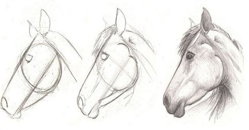 how to draw  a horse head in 3 easy  step  Learn To Draw  