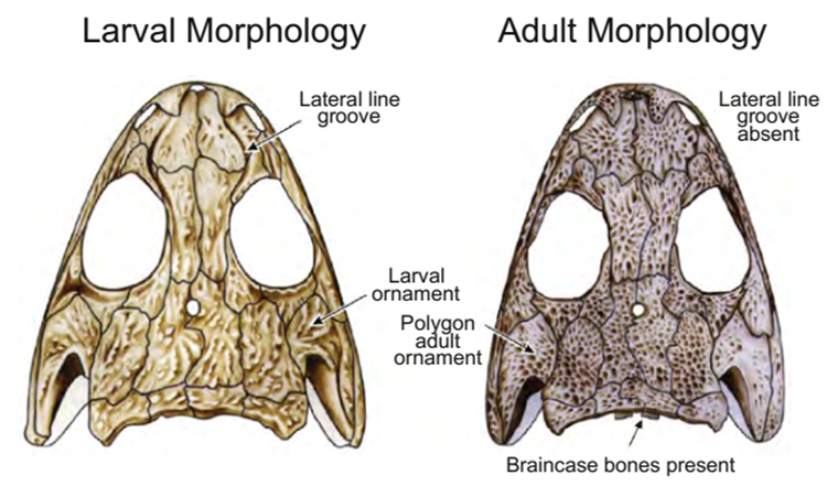 Cráneos de adulto y renacuajo de Micromelerpeton.  La forma larvaria del temnospondilo Micromelerpeton; tiene surcos de línea lateral, que carece la forma adulta, y carece de los huesos del cerebro que se producen en la forma adulta. La ornamentación en los huesos del cráneo también es diferente.