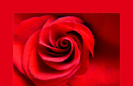 Inspiration Sprüche Mit Rosen 
