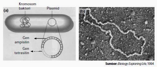 Pemanfaatan Bioteknologi Modern di Berbagai Bidang 