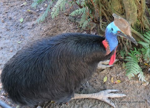 Cassowary