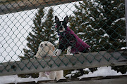 As you may already know, we got a dump of snow. After our beautiful walk at . (dsc )