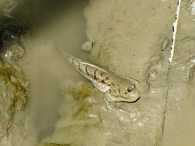 Blue-spotted mudskipper (Boleophthalmus boddarti)