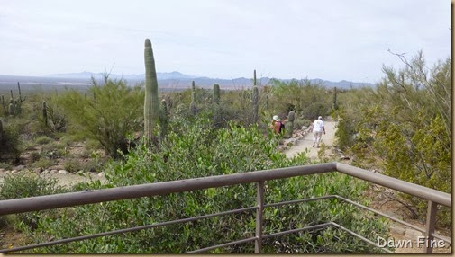 Desert museum_016