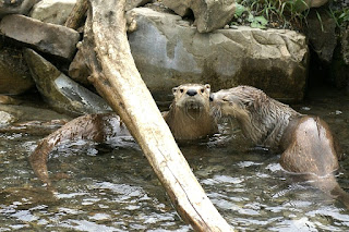 Loutre de rivière - Loutre du Canada - Lontra canadensis