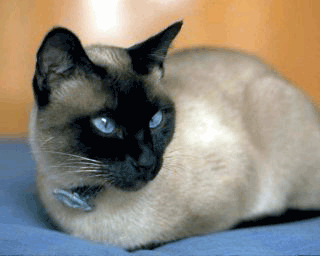 siamese cats characteristics images