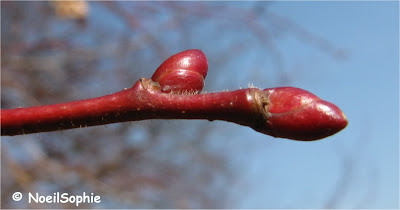 Bourgeon de tilleul de Hollande