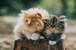Cara Mengawinkan Kucing Persia Yang Baru Kenal
