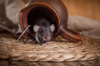 mouse crawling out milk mug