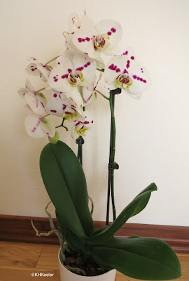 moth orchid