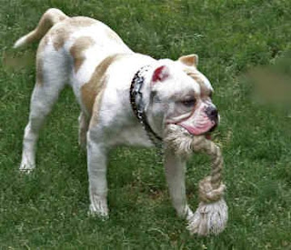 Alapaha Blue Blood Bulldog United States Dog