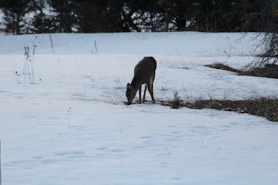 whitetail feeding in March's field