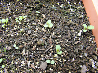 Pensamientos gigante suizo (Viola tricolor 'Maxima').