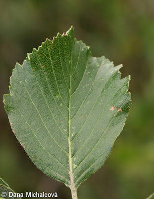 Ария дунайская (Aria danubialis)