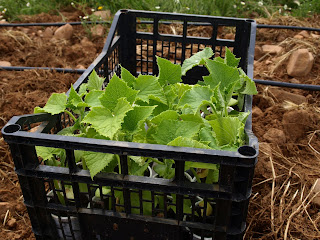 Pepinos para el trasplante