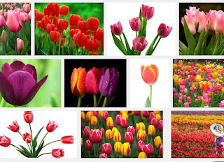 tulip color and meaning