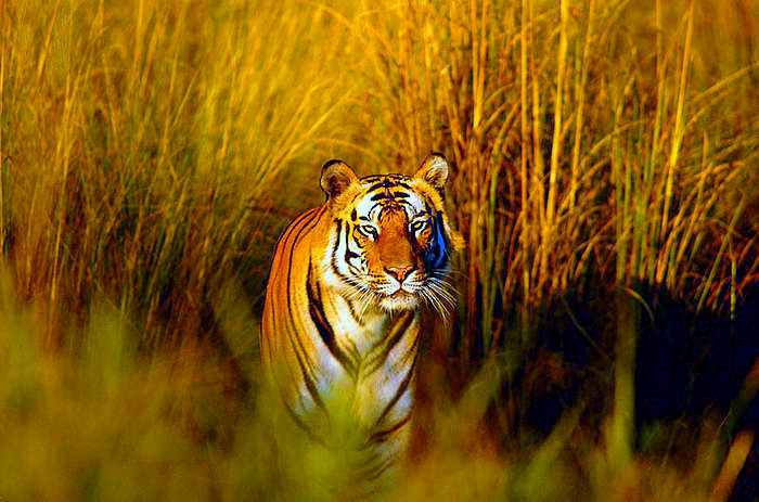 mac wallpaper tiger_10. mac wallpaper tiger_10. food