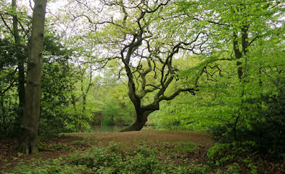 A large tree in a clearing by a pond in Epping Forest, England