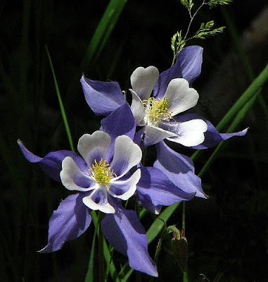 beautiful Colorado Columbine