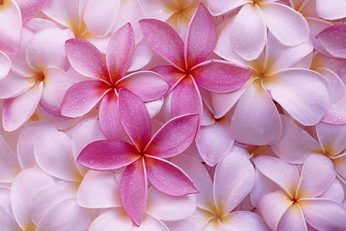 Beautiful Flower Wallpaper on Pin 40 Beautiful Flowers Hd Wallpapers Stuffkit On Pinterest