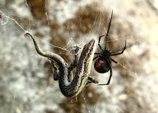 Black widow spider catching a lizard on its web