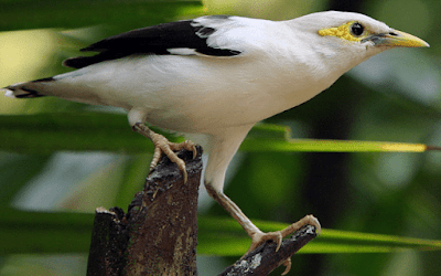 burung jalak putih