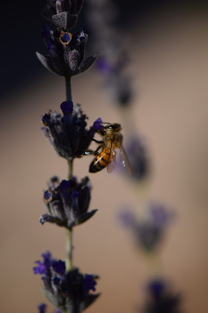 amy myers, photography, bee, lavender, desert garden, journal of a thousand things