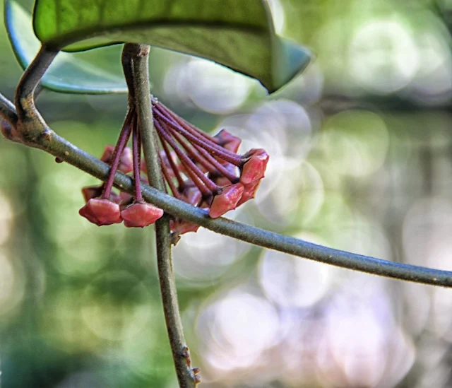 Flor de Clepia