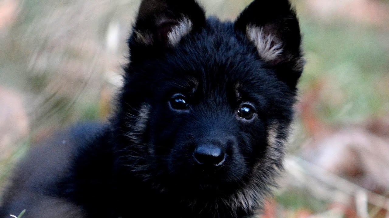 Kansas German Shepherd Breeders