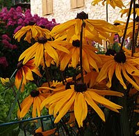 Rudbeckie. Foto di Andrea Mangoni.