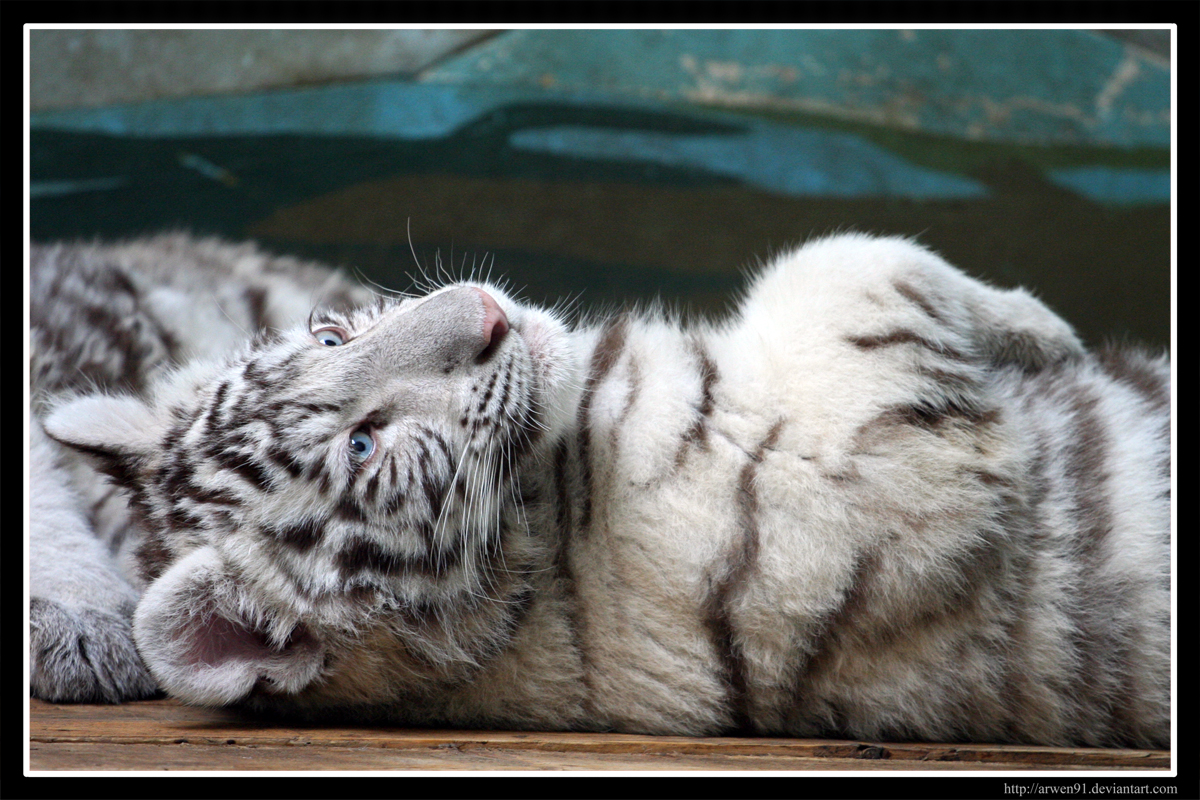 TIGER WALLPAPERS: White Tiger Cub Wallpapers