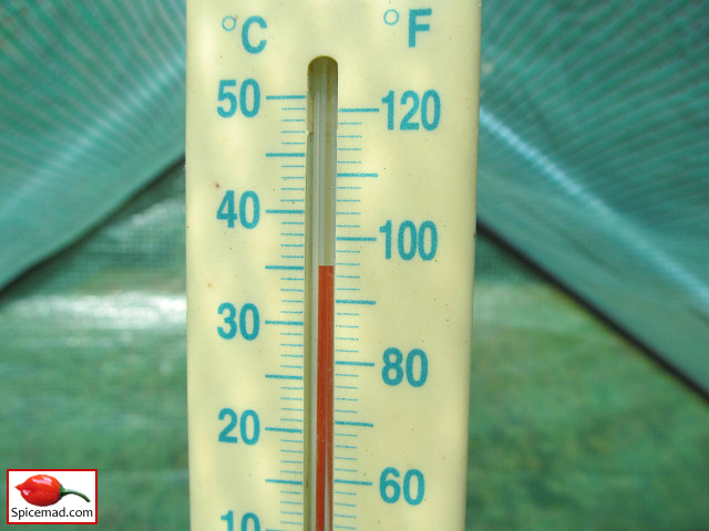 Ninety Six Degrees Fahrenheit in the Greenhouse - 29th June 2021