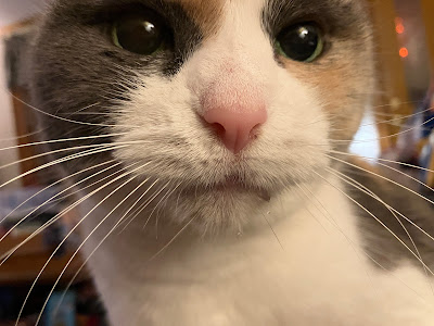 calico cat drooling