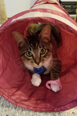 Charlie in the tunnel with a Rollie toy (rubber bands, best cat toy ever)