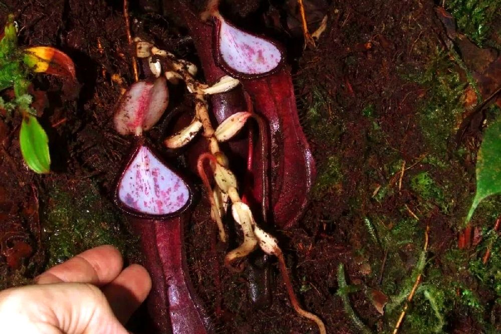 La nueva planta carnívora descubierta de nombre Nepenthes pudica
