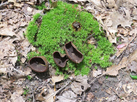 pig ears fungus