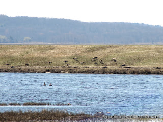 Canada Geese