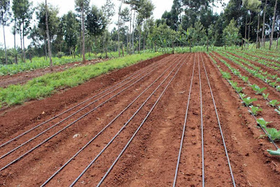 Best Drip irrigation company in Kenya