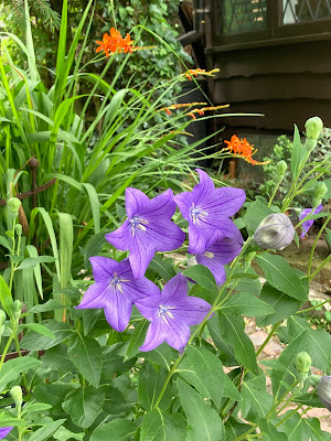 Picture of flowers in a garden