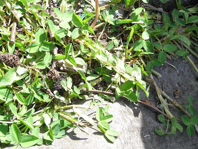 clover edible weeds