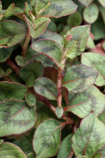 Renouée capitée - Persicaire arrondie - Liane corail - Persicaria capitata - Polygonum capitatum