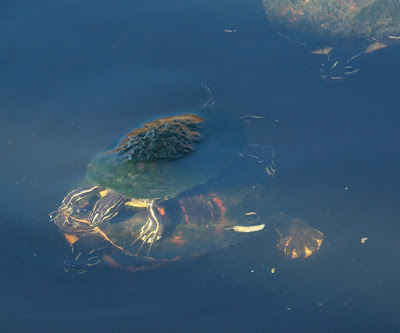 Florida Red-bellied Turtle (Pseudemys nelsoni)