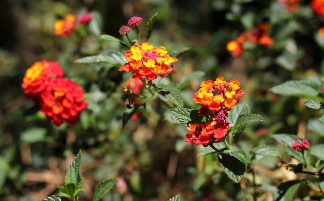 Lantana Flowers Pictures